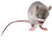 Mouse covering its face